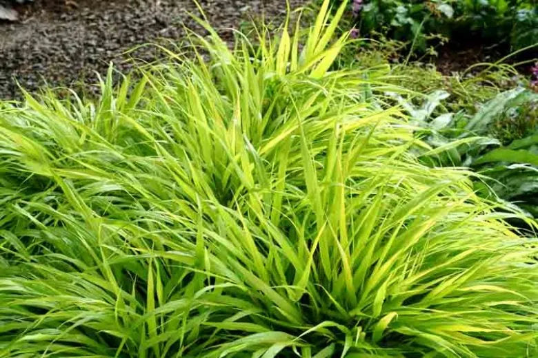G0028 Grass Hakonechloa Macra All Gold - View 12 from www redcrocus com