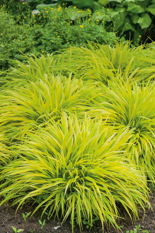G0028 Grass Hakonechloa Macra All Gold - View 12 from www redcrocus com