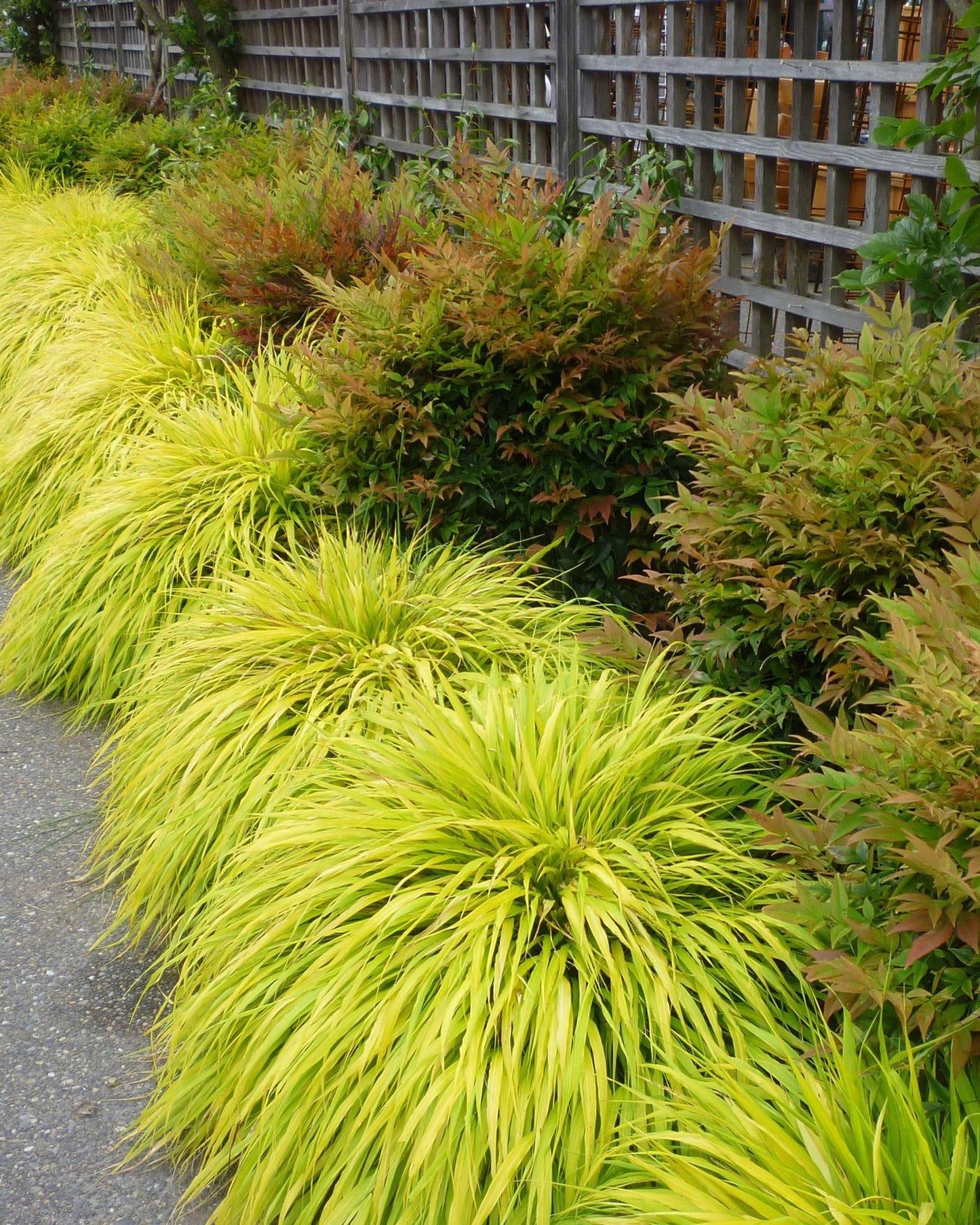 G0028 Grass Hakonechloa Macra All Gold - View 13 from www redcrocus com