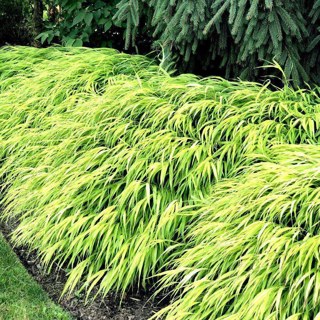 G0028 Grass Hakonechloa Macra All Gold - View 15 from www redcrocus com