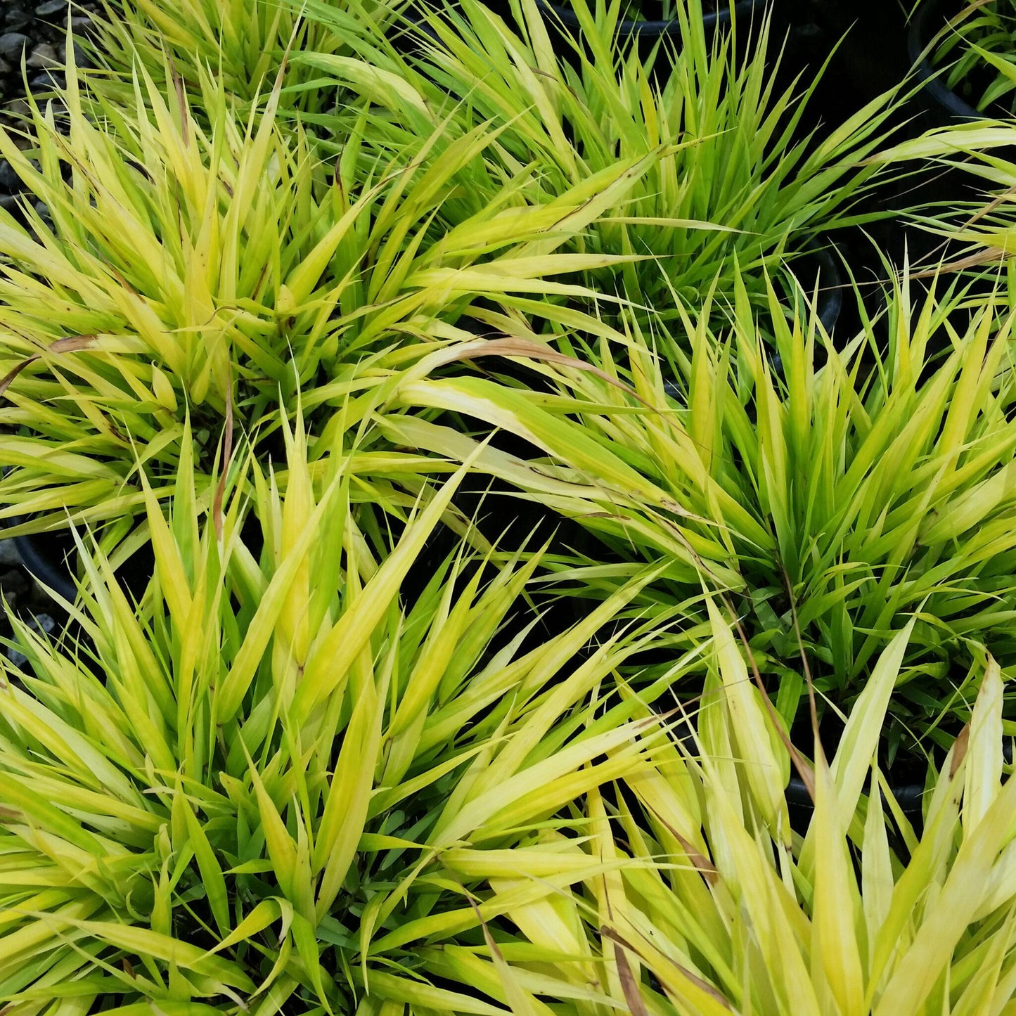 G0028 Grass Hakonechloa Macra All Gold - View 16 from www redcrocus com
