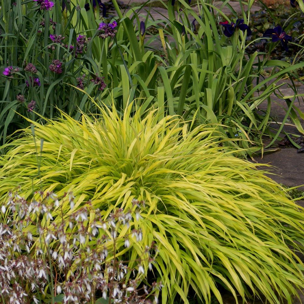 G0028 Grass Hakonechloa Macra All Gold - View 18 from www redcrocus com