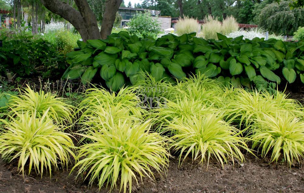 G0028 Grass Hakonechloa Macra All Gold - View 19 from www redcrocus com