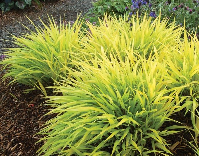 G0028 Grass Hakonechloa Macra All Gold - View 20 from www redcrocus com