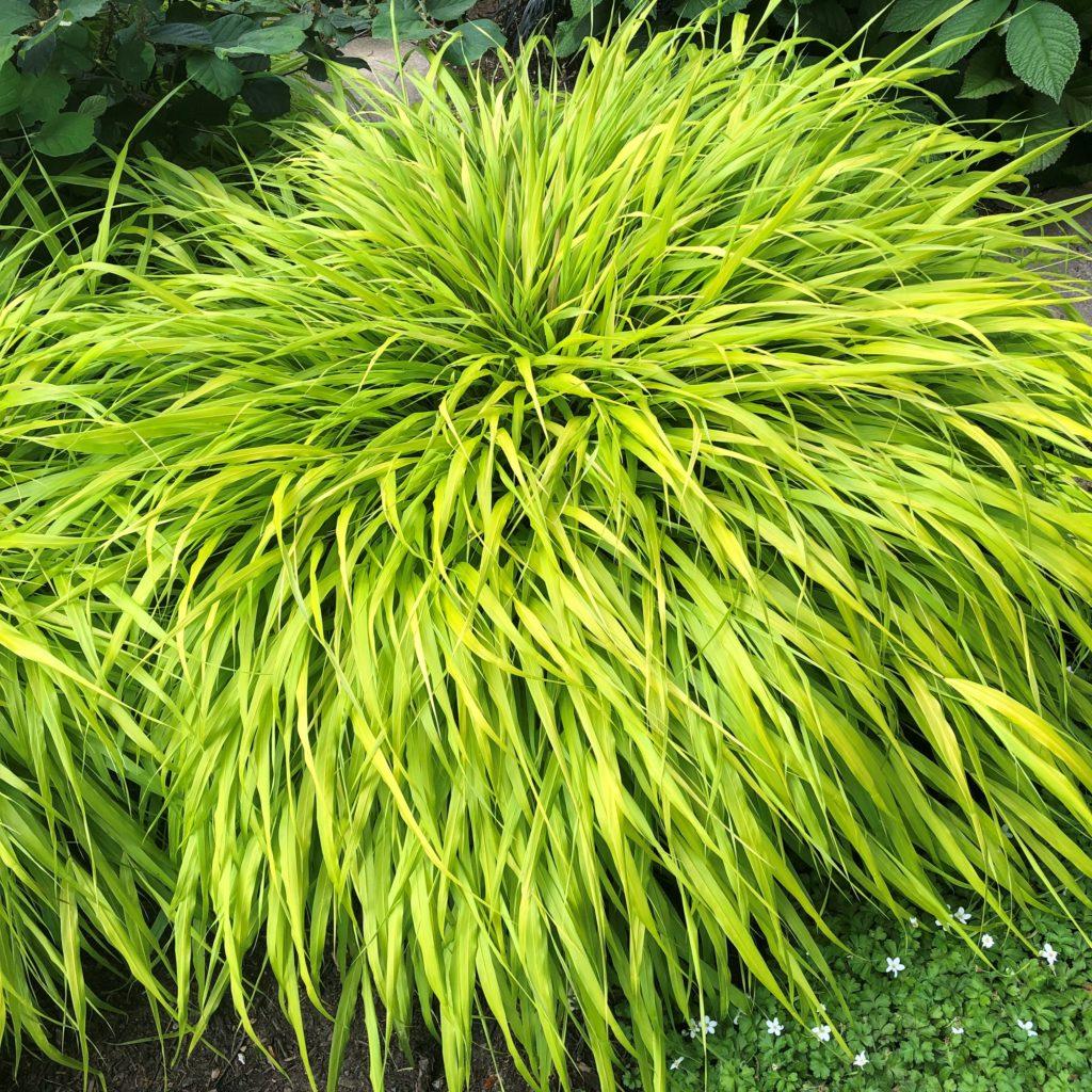 G0028 Grass Hakonechloa Macra All Gold - View 2 from www redcrocus com
