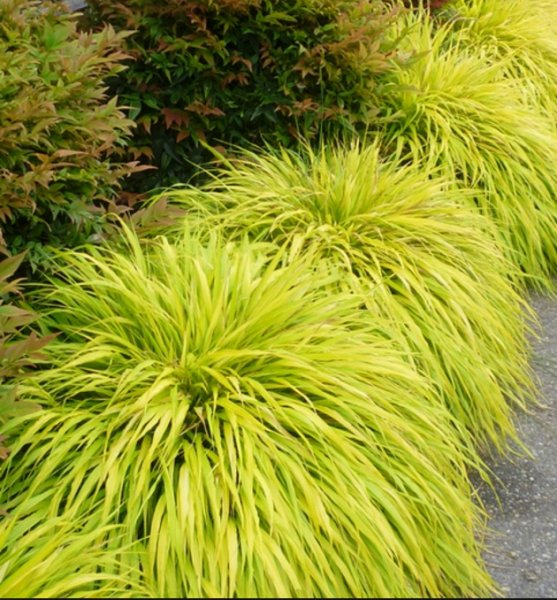 G0028 Grass Hakonechloa Macra All Gold - View 3 from www redcrocus com