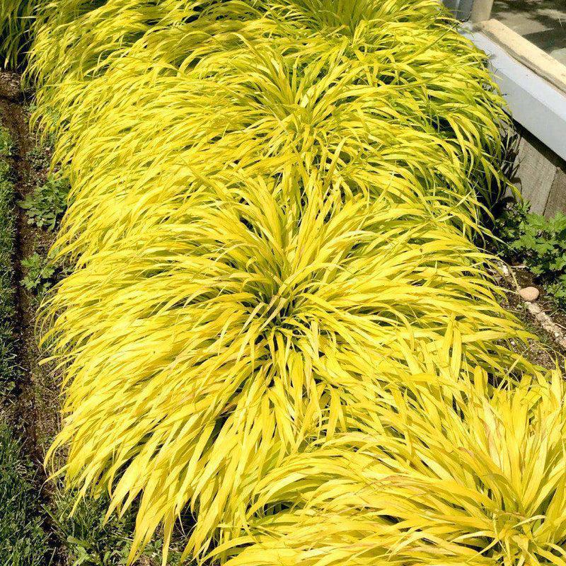 G0028 Grass Hakonechloa Macra All Gold - View 4 from www redcrocus com