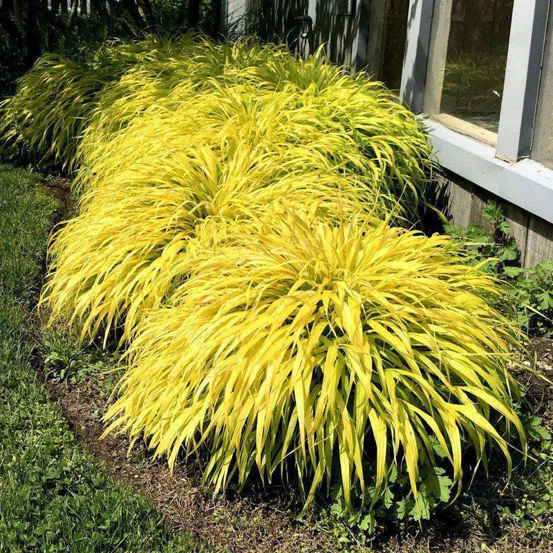 G0028 Grass Hakonechloa Macra All Gold - View 5 from www redcrocus com