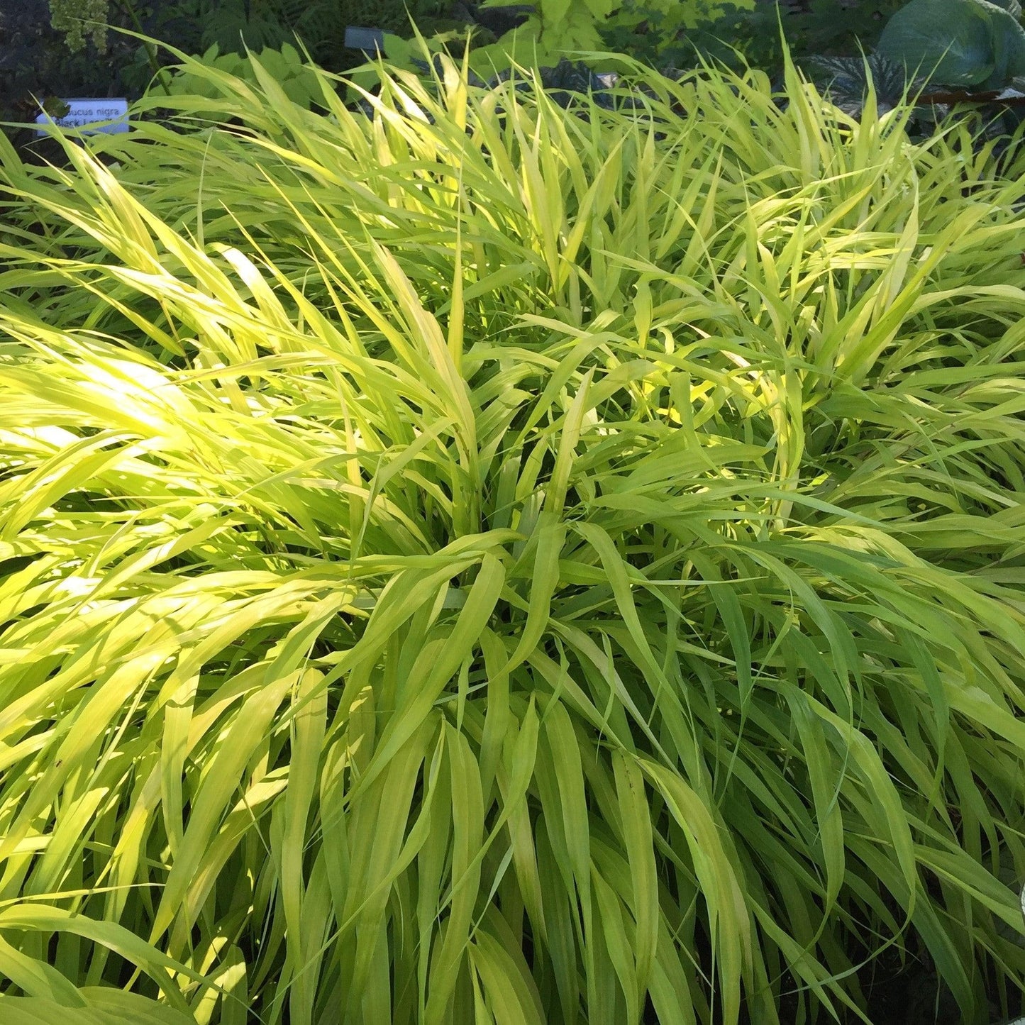 G0028 Grass Hakonechloa Macra All Gold - View 6 from www redcrocus com