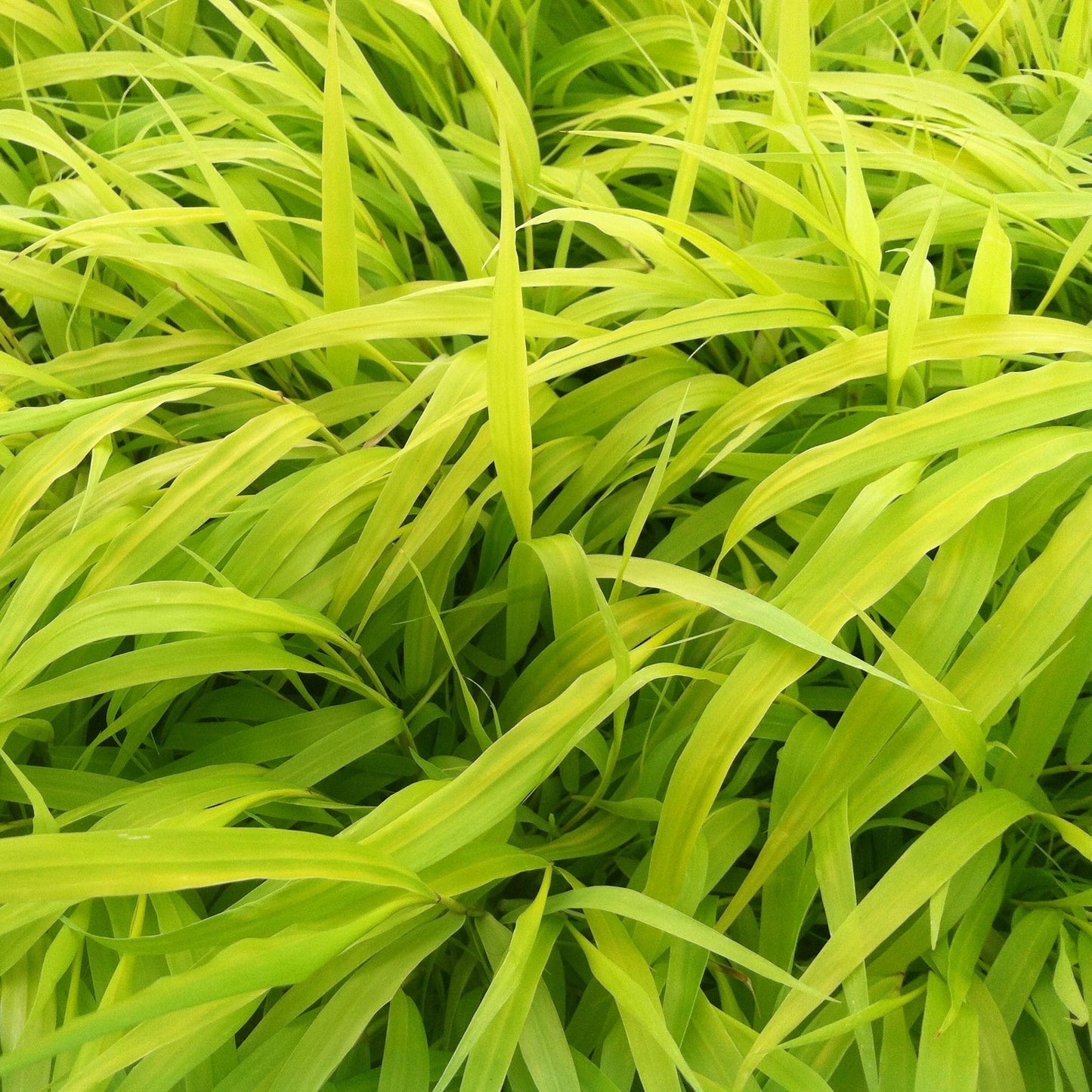 G0028 Grass Hakonechloa Macra All Gold - View 7 from www redcrocus com