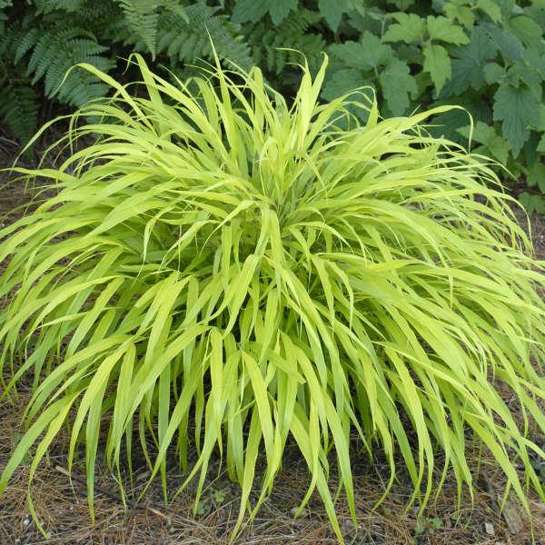 G0028 Grass Hakonechloa Macra All Gold - View 8 from www redcrocus com