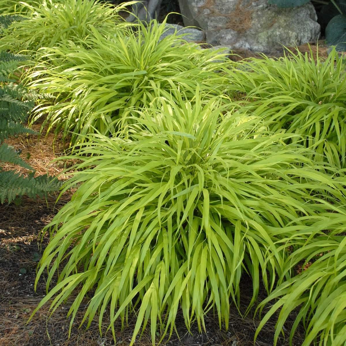 G0028 Grass Hakonechloa Macra All Gold - View 9 from www redcrocus com