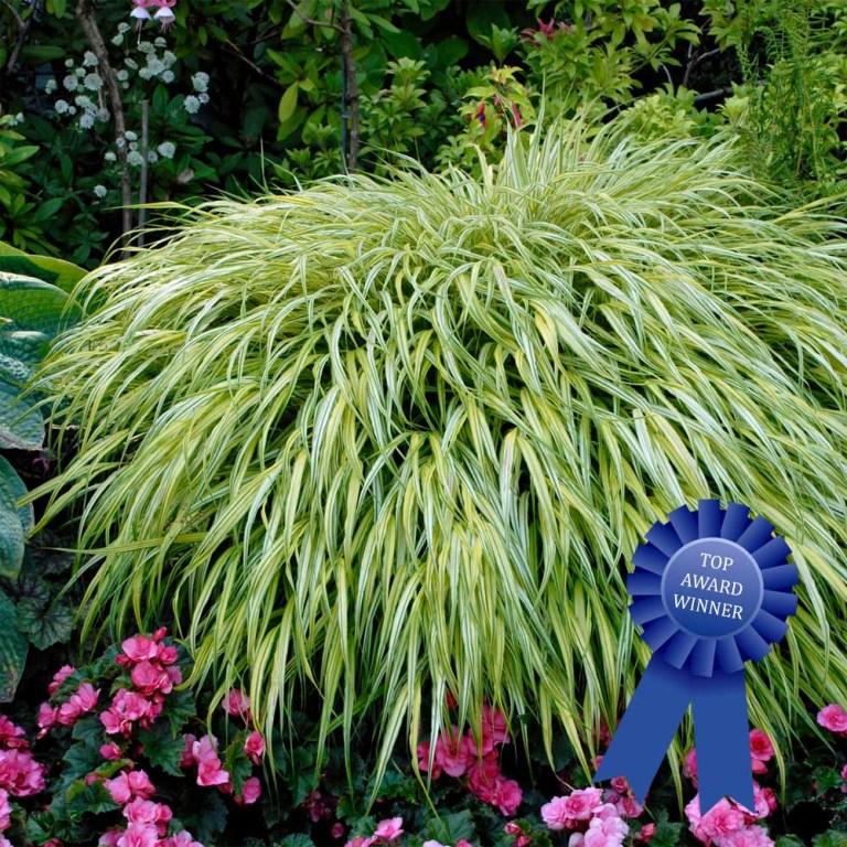 G0029 Grass Hakonechloa Macra Aureola - View 10 from www redcrocus com