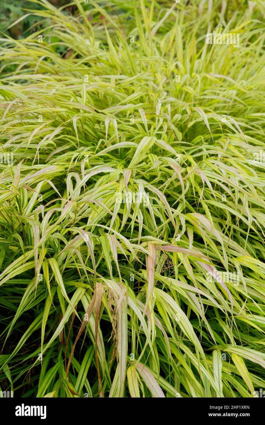 G0029 Grass Hakonechloa Macra Aureola - View 12 from www redcrocus com