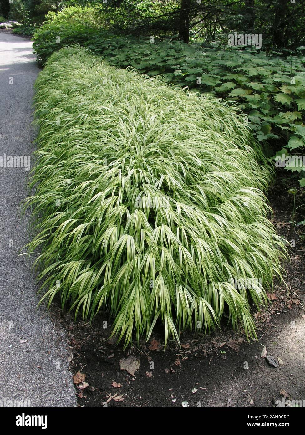 G0029 Grass Hakonechloa Macra Aureola - View 14 from www redcrocus com
