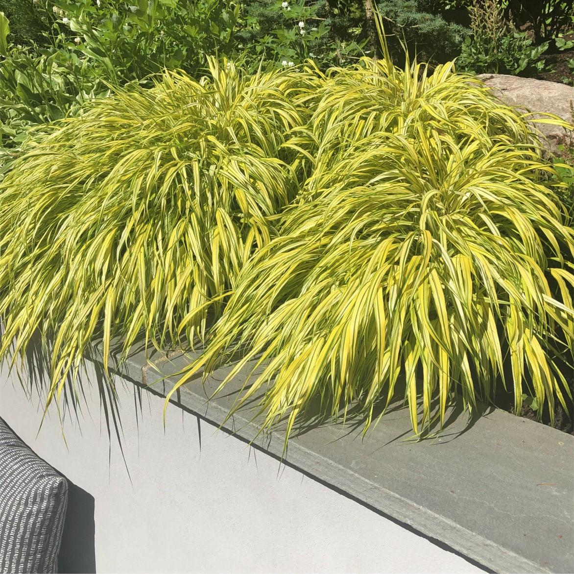 G0029 Grass Hakonechloa Macra Aureola - View 17 from www redcrocus com
