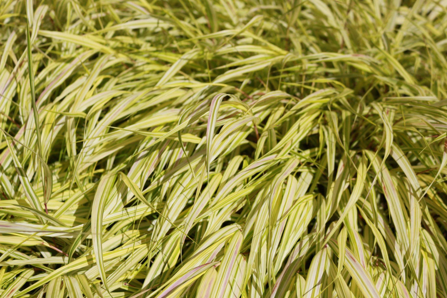 G0029 Grass Hakonechloa Macra Aureola - View 18 from www redcrocus com