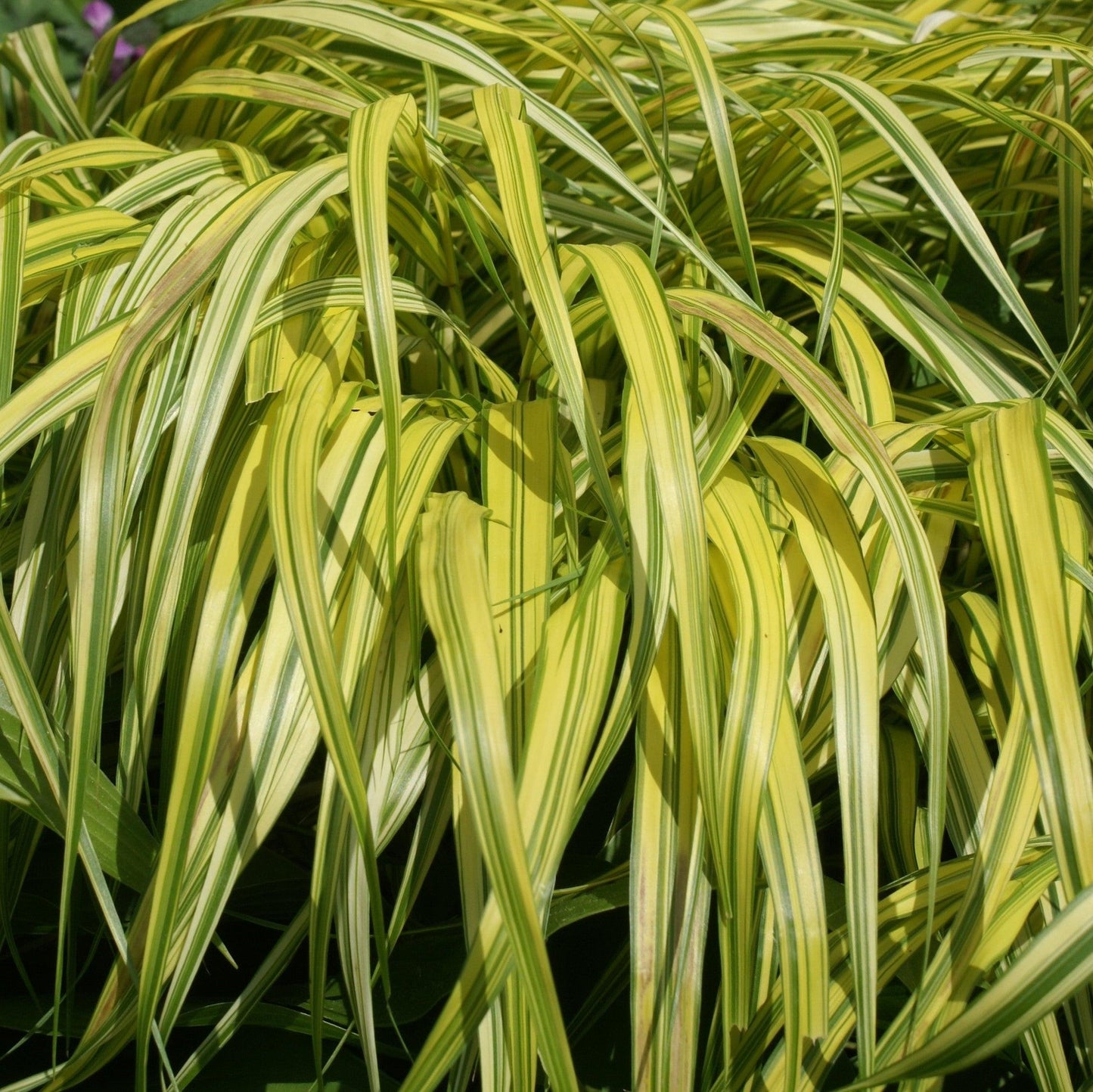 G0029 Grass Hakonechloa Macra Aureola - View 19 from www redcrocus com