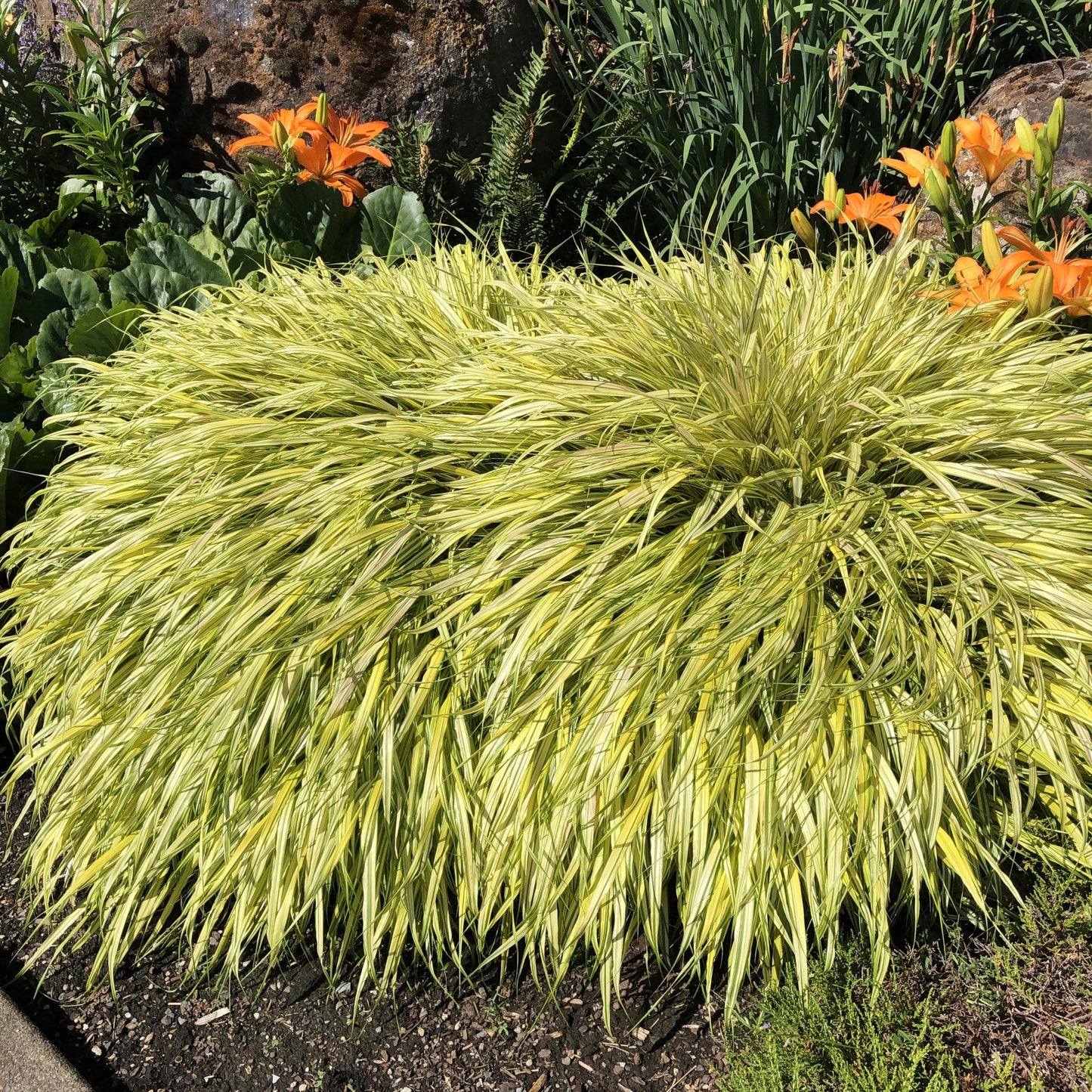 G0029 Grass Hakonechloa Macra Aureola - View 20 from www redcrocus com