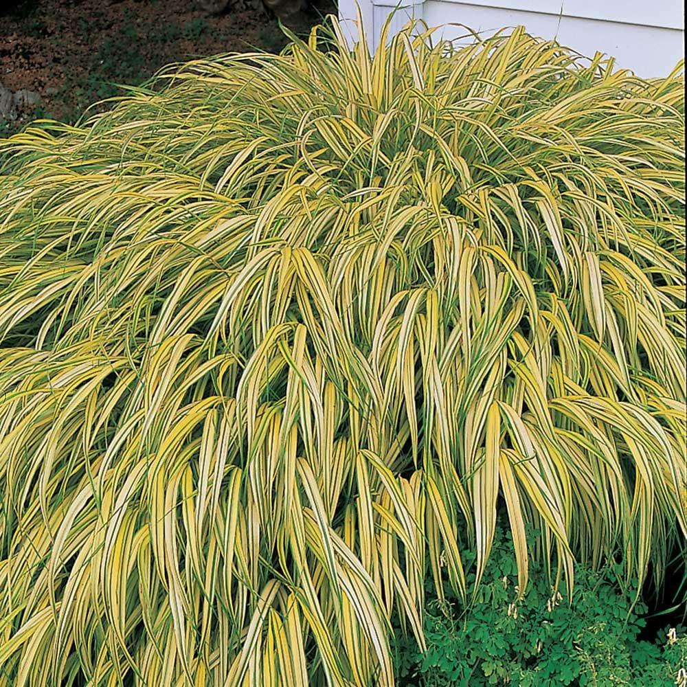G0029 Grass Hakonechloa Macra Aureola - View 7 from www redcrocus com
