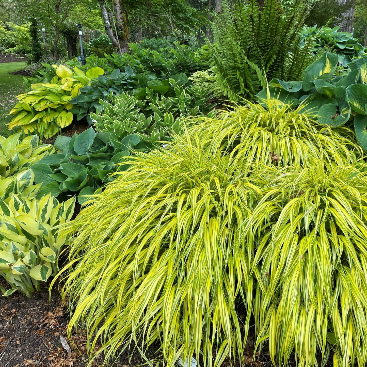 G0029 Grass Hakonechloa Macra Aureola - View 9 from www redcrocus com