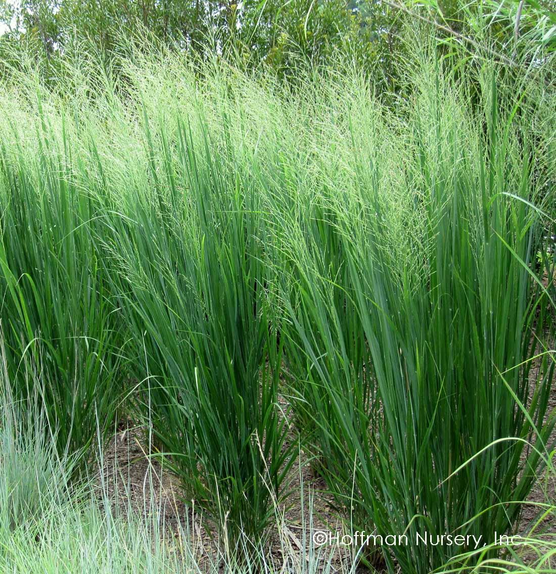 G0041 Grass, Panicum Virgatum - View 10 from www redcrocus com
