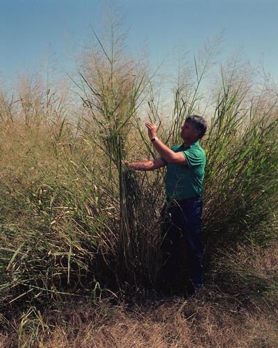 G0041 Grass, Panicum Virgatum - View 11 from www redcrocus com