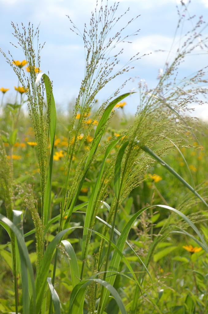 G0041 Grass, Panicum Virgatum - View 12 from www redcrocus com