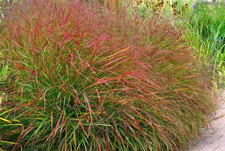 G0041 Grass, Panicum Virgatum - View 18 from www redcrocus com