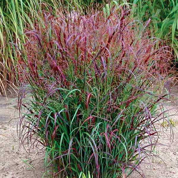 G0041 Grass, Panicum Virgatum - View 22 from www redcrocus com