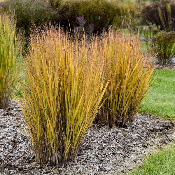 G0041 Grass, Panicum Virgatum - View 23 from www redcrocus com