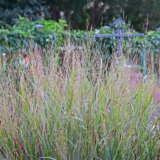 G0041 Grass, Panicum Virgatum - View 26 from www redcrocus com