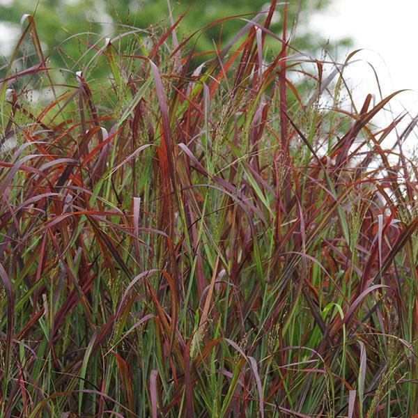 G0041 Grass, Panicum Virgatum - View 29 from www redcrocus com