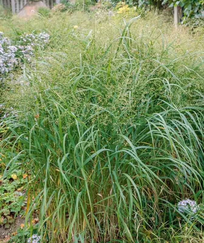 G0041 Grass, Panicum Virgatum - View 2 from www redcrocus com