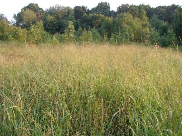 G0041 Grass, Panicum Virgatum - View 30 from www redcrocus com
