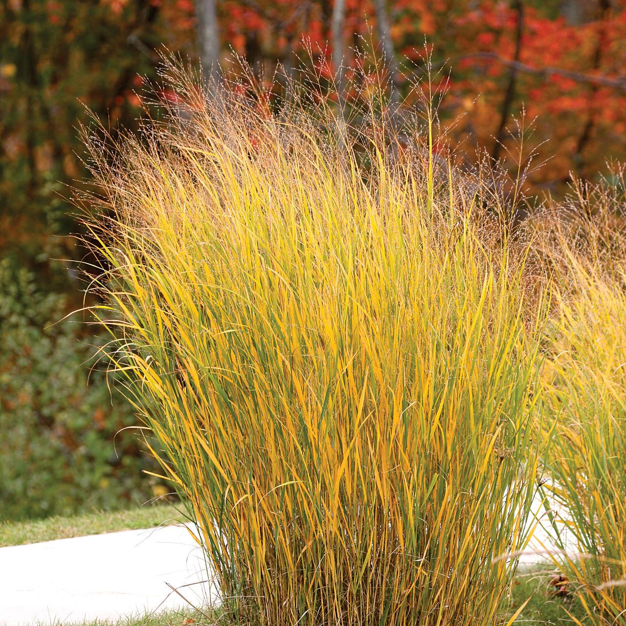 G0041 Grass, Panicum Virgatum - View 32 from www redcrocus com