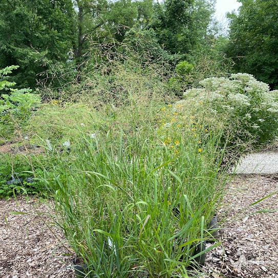 G0041 Grass, Panicum Virgatum - View 35 from www redcrocus com