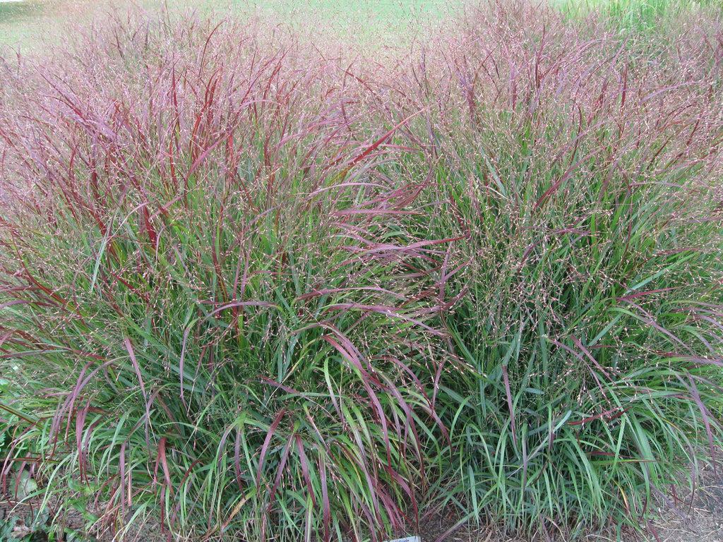 G0041 Grass, Panicum Virgatum - View 3 from www redcrocus com
