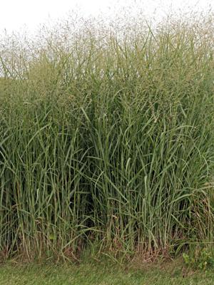 G0041 Grass, Panicum Virgatum - View 4 from www redcrocus com