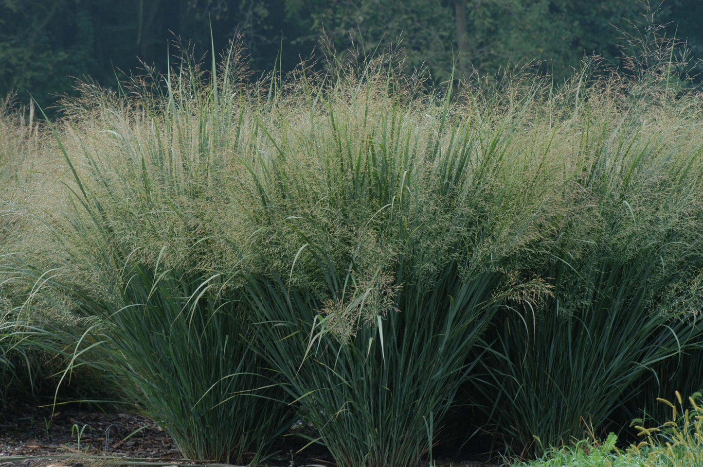 G0041 Grass, Panicum Virgatum - View 5 from www redcrocus com