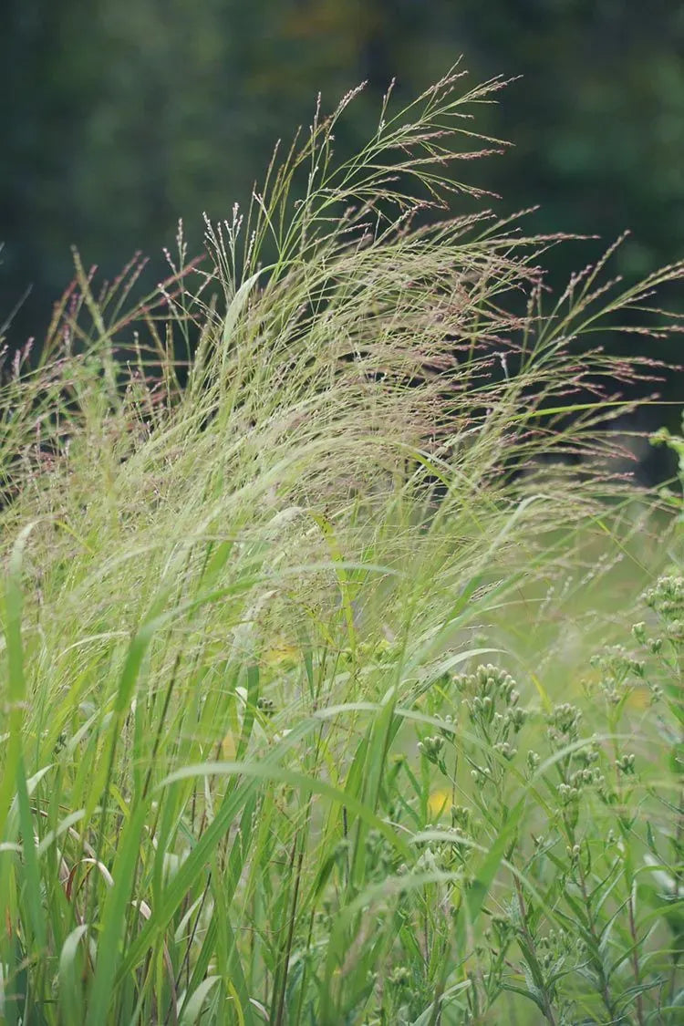G0041 Grass, Panicum Virgatum - View 6 from www redcrocus com