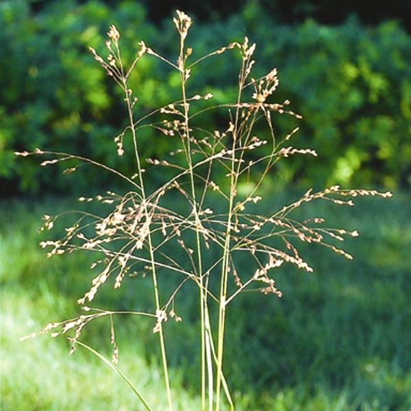 G0041 Grass, Panicum Virgatum - View 9 from www redcrocus com
