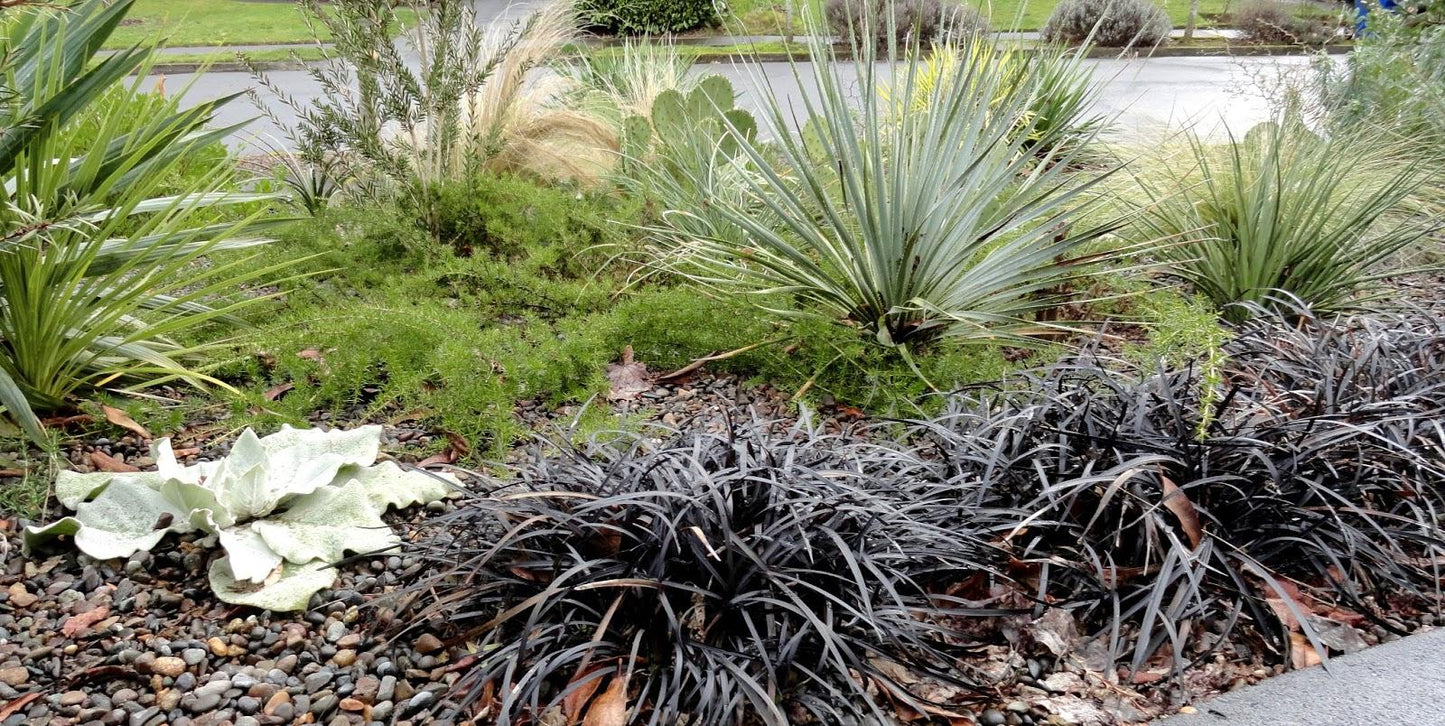G0047 Grass, Ophiopogon Planiscapus 'nigrescens' - View 10 from www redcrocus com