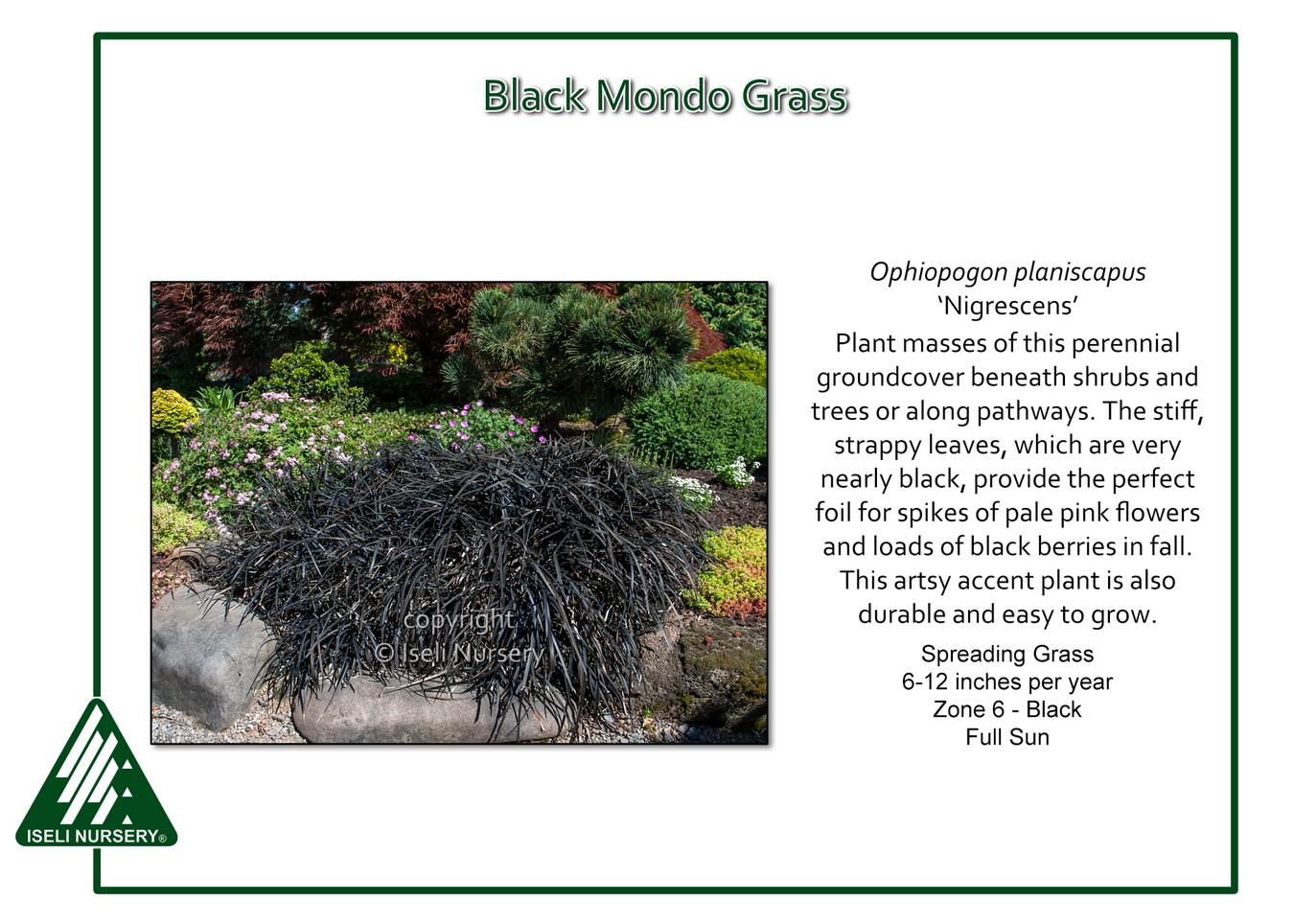 G0047 Grass, Ophiopogon Planiscapus 'nigrescens' - View 12 from www redcrocus com