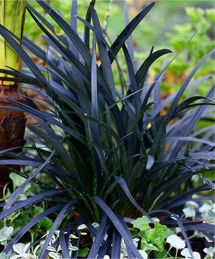 G0047 Grass, Ophiopogon Planiscapus 'nigrescens' - View 13 from www redcrocus com
