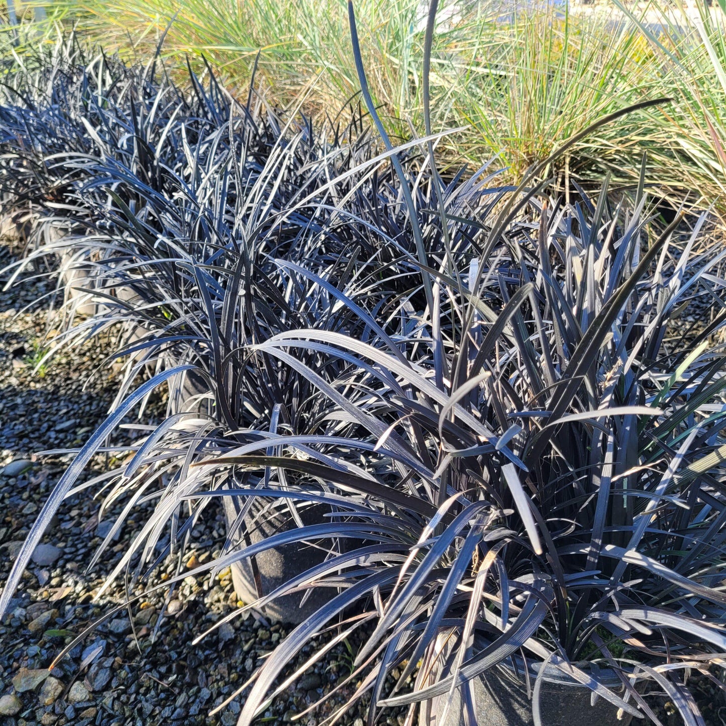 G0047 Grass, Ophiopogon Planiscapus 'nigrescens' - View 14 from www redcrocus com