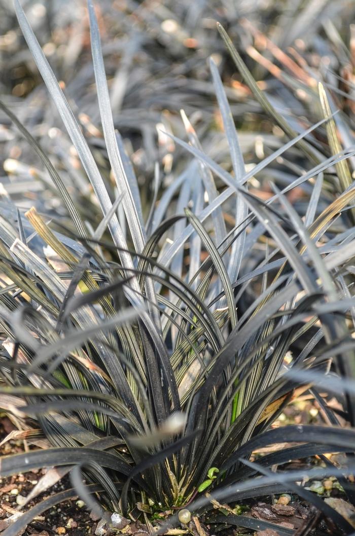 G0047 Grass, Ophiopogon Planiscapus 'nigrescens' - View 15 from www redcrocus com