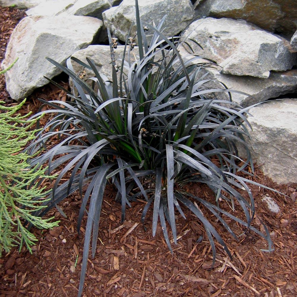 G0047 Grass, Ophiopogon Planiscapus 'nigrescens' - View 17 from www redcrocus com