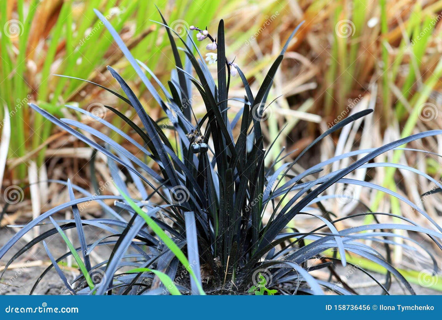 G0047 Grass, Ophiopogon Planiscapus 'nigrescens' - View 18 from www redcrocus com