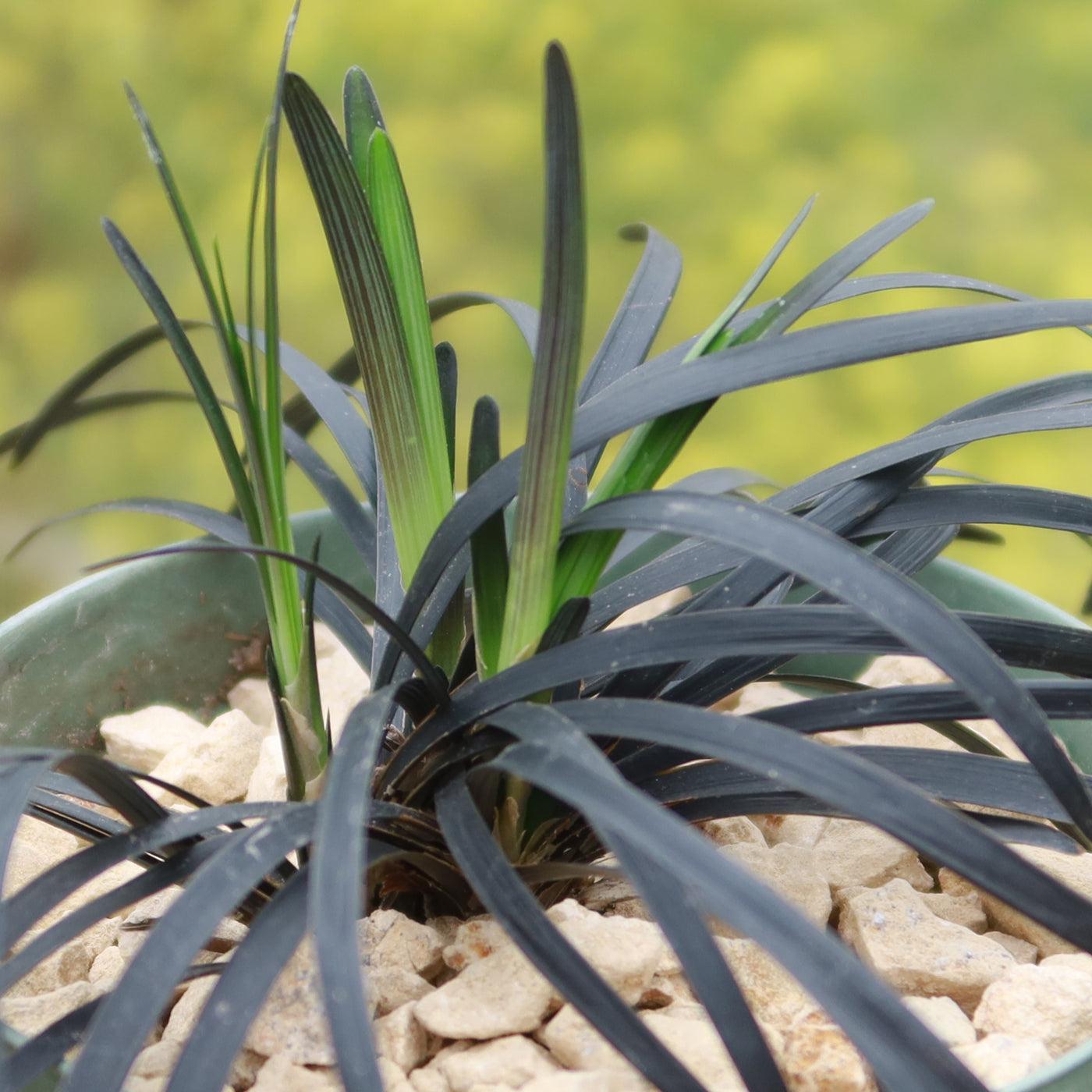 G0047 Grass, Ophiopogon Planiscapus 'nigrescens' - View 19 from www redcrocus com